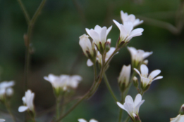 Saxifraga granulataKnolsteenbreek bestellen